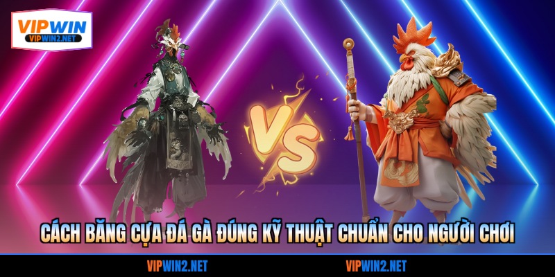 cách băng cựa đá gà