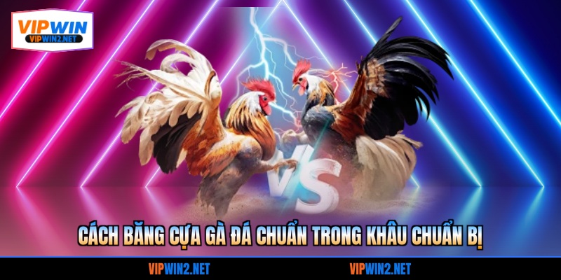 Cách băng cựa gà đá chuẩn trong khâu chuẩn bị