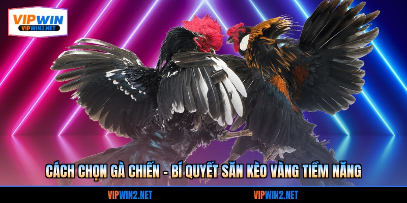 Cách chọn gà chiến