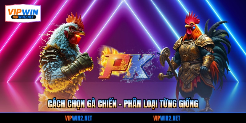 Cách chọn gà chiến - Phân loại từng giống