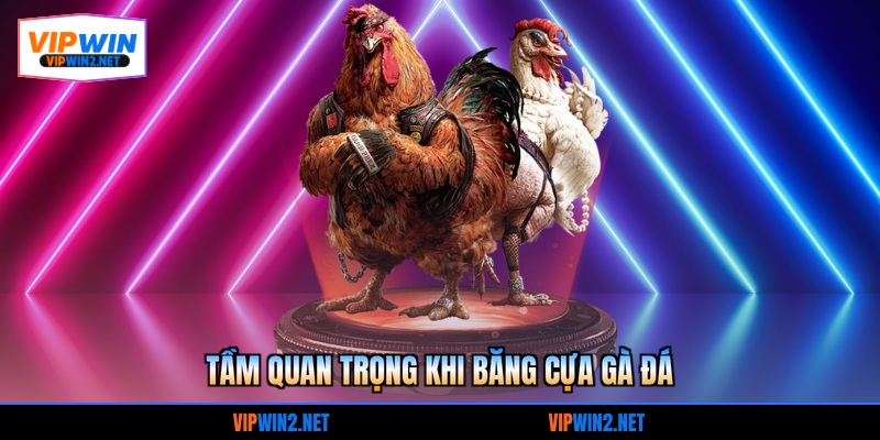 Tầm quan trọng khi băng cựa gà đá