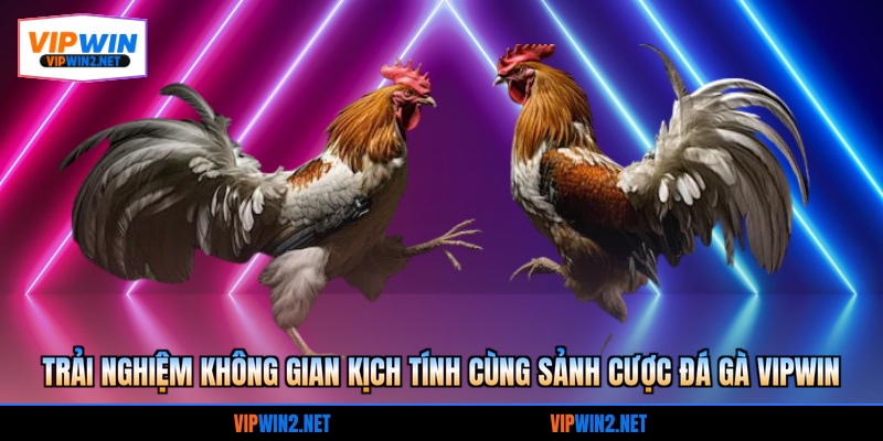 Trải nghiệm không gian kịch tính cùng sảnh cược đá gà VIPWIN